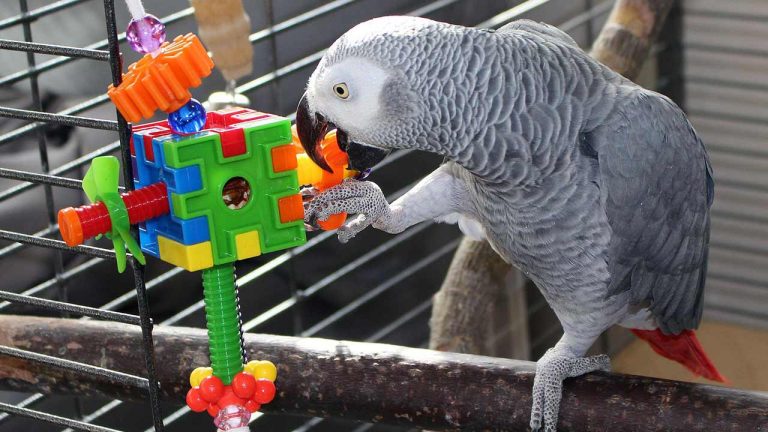 Creating An Enriching Environment: Toys And Activities For Happy Parrots