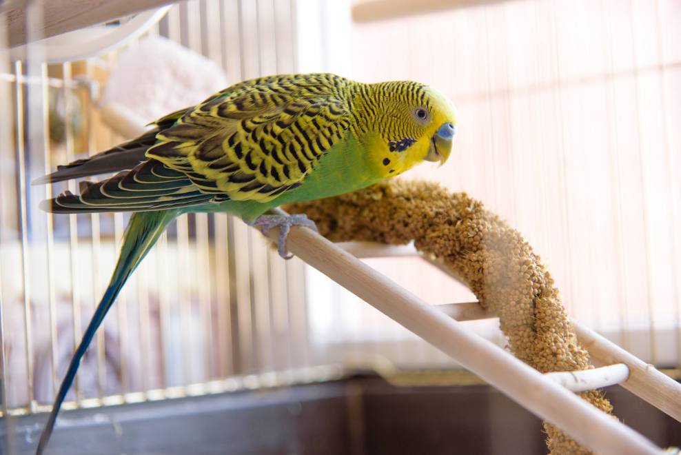 Care and Management of Pet Birds