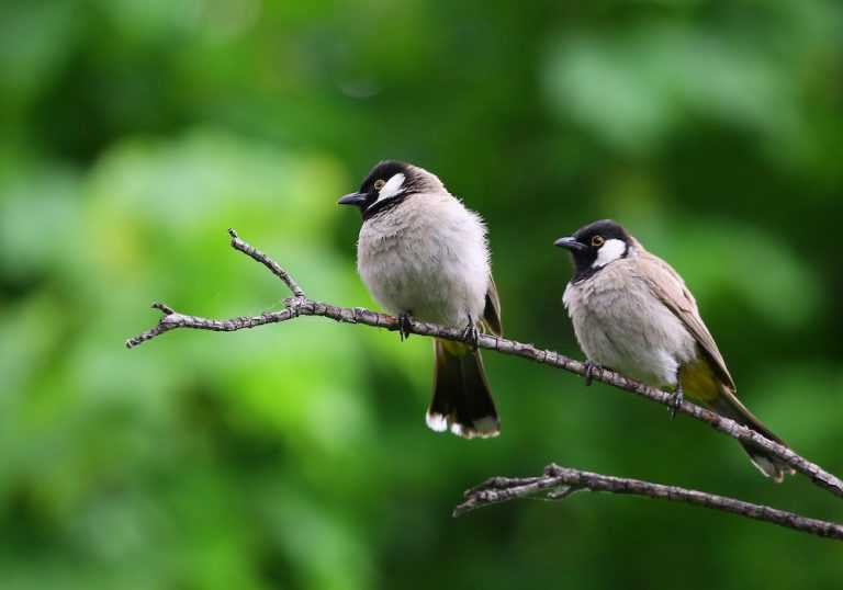 “Avian Delights: Discovering the Beauty of Birds”