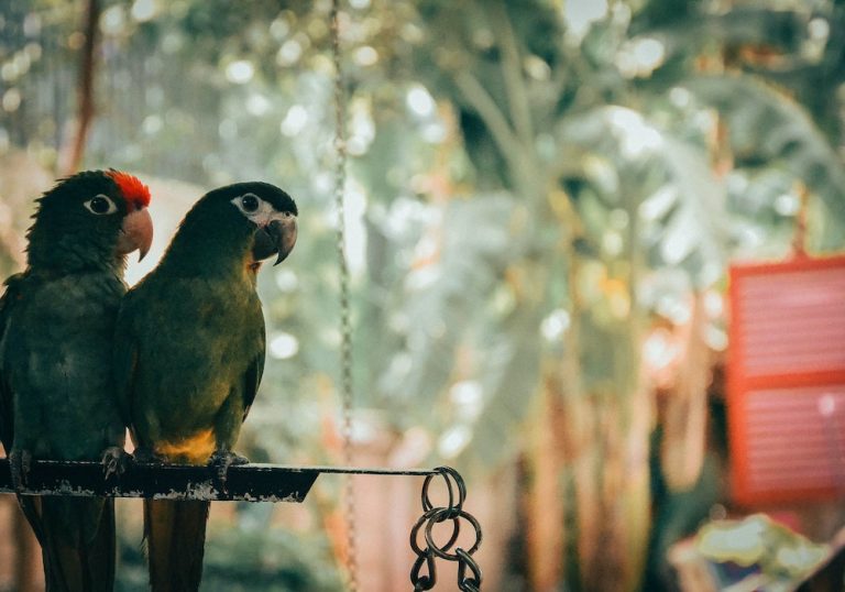 “Parrot Paradise: Unveiling the Beauty of Avian Companions”