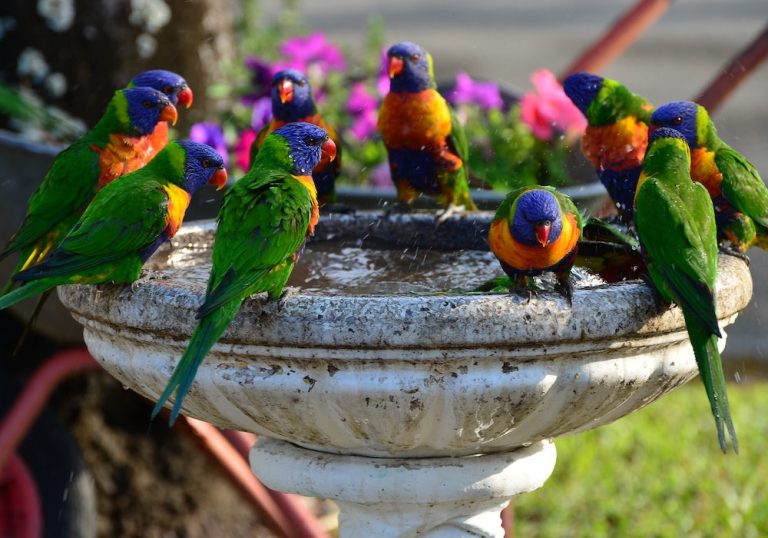 Unlocking The Secrets Of Parrot Intelligence: How Smart Are Parrots?