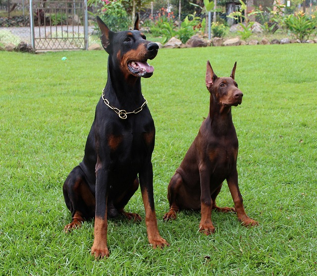 Dobermann