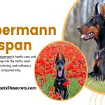 Dobermann