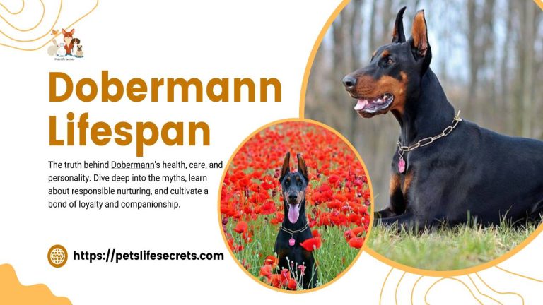 Dobermann