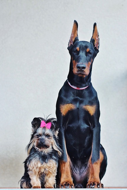 Dobermann