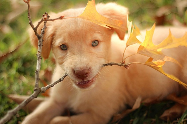 Labrador puppy