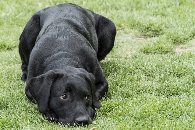 Labrador puppy 