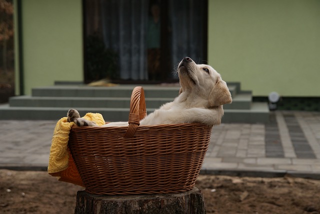 Labrador puppy