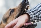 Puppy Bite