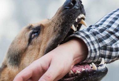 Puppy Bite