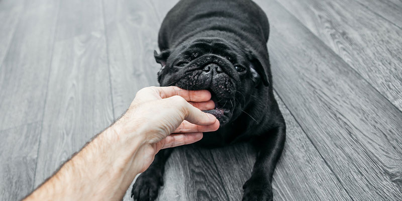 Puppy Bite