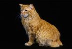 Manx Cat Breed