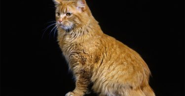 Manx Cat Breed