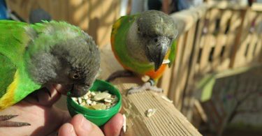 Senegal Parrot Care