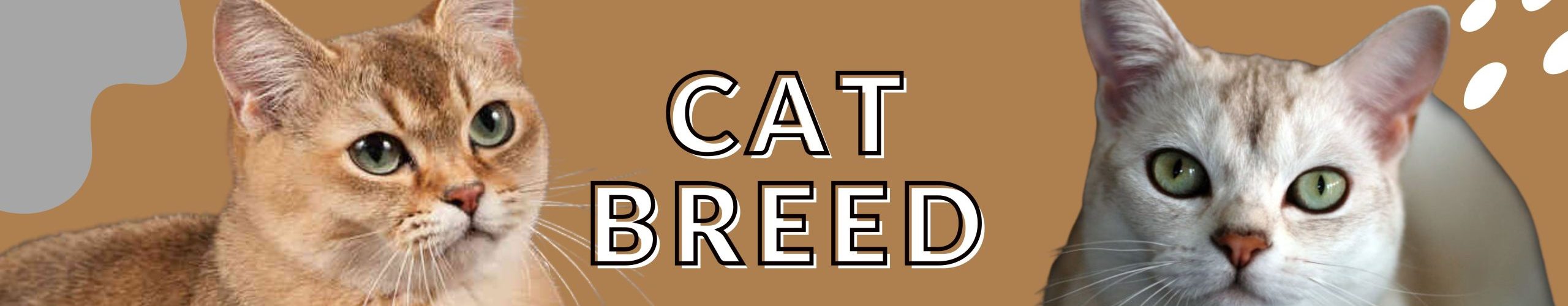 Burmilla-Cat-Breed-Born-out-of-love-or-faith-scaled