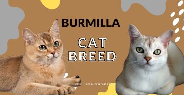 Burmilla-Cat-Breed-Born-out-of-love-or-faith-scaled