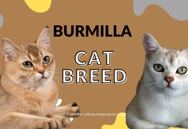 Burmilla-Cat-Breed-Born-out-of-love-or-faith-scaled