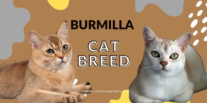 Burmilla-Cat-Breed-Born-out-of-love-or-faith-scaled