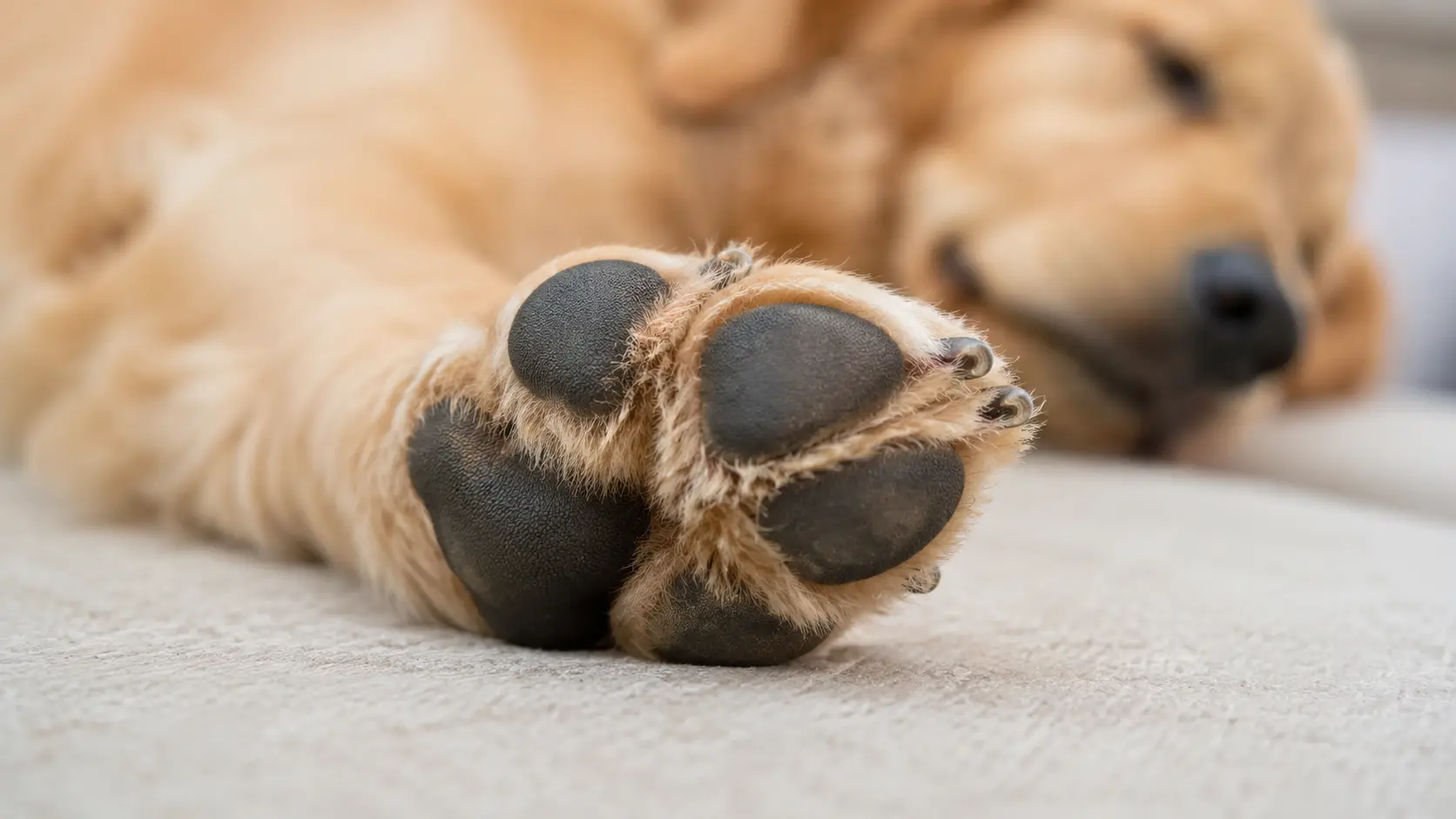 Close up of a dog's paw pad, showing the area known for a corn chip or popcorn smell