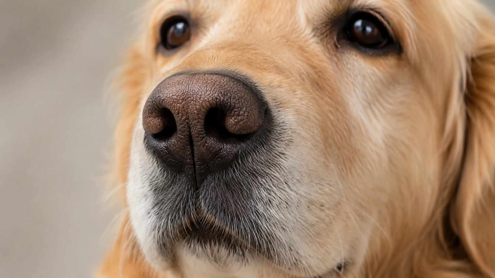 Close-up of a dog's dry nose showing texture, used to illustrate causes of dog nose dryness