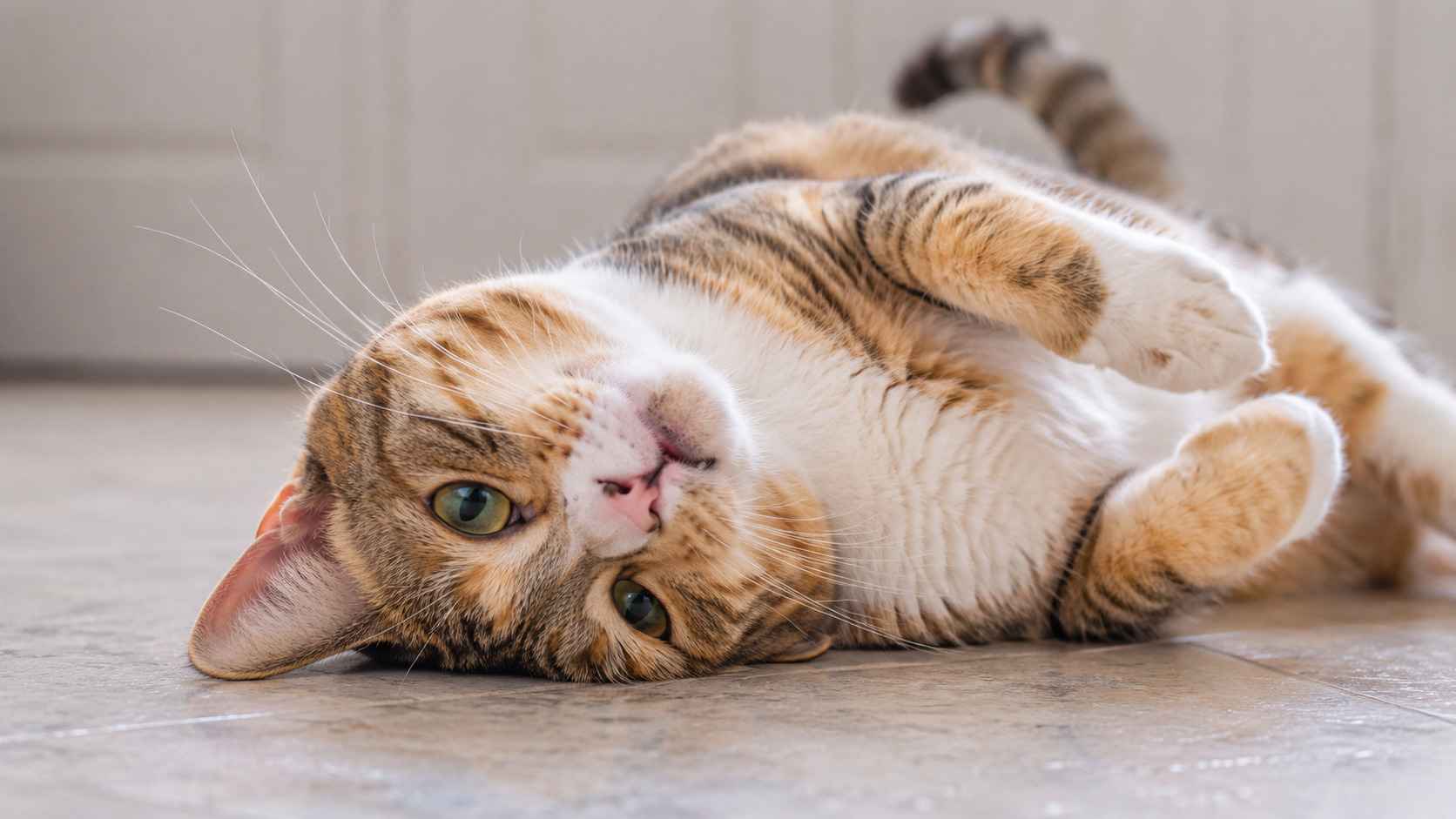 Female cat rolling on the floor showing signs of being in heat