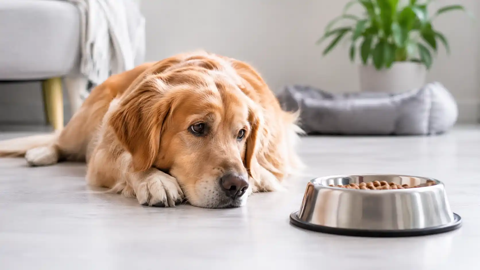 Dog sitting near a full food bowl showing no interest in eating