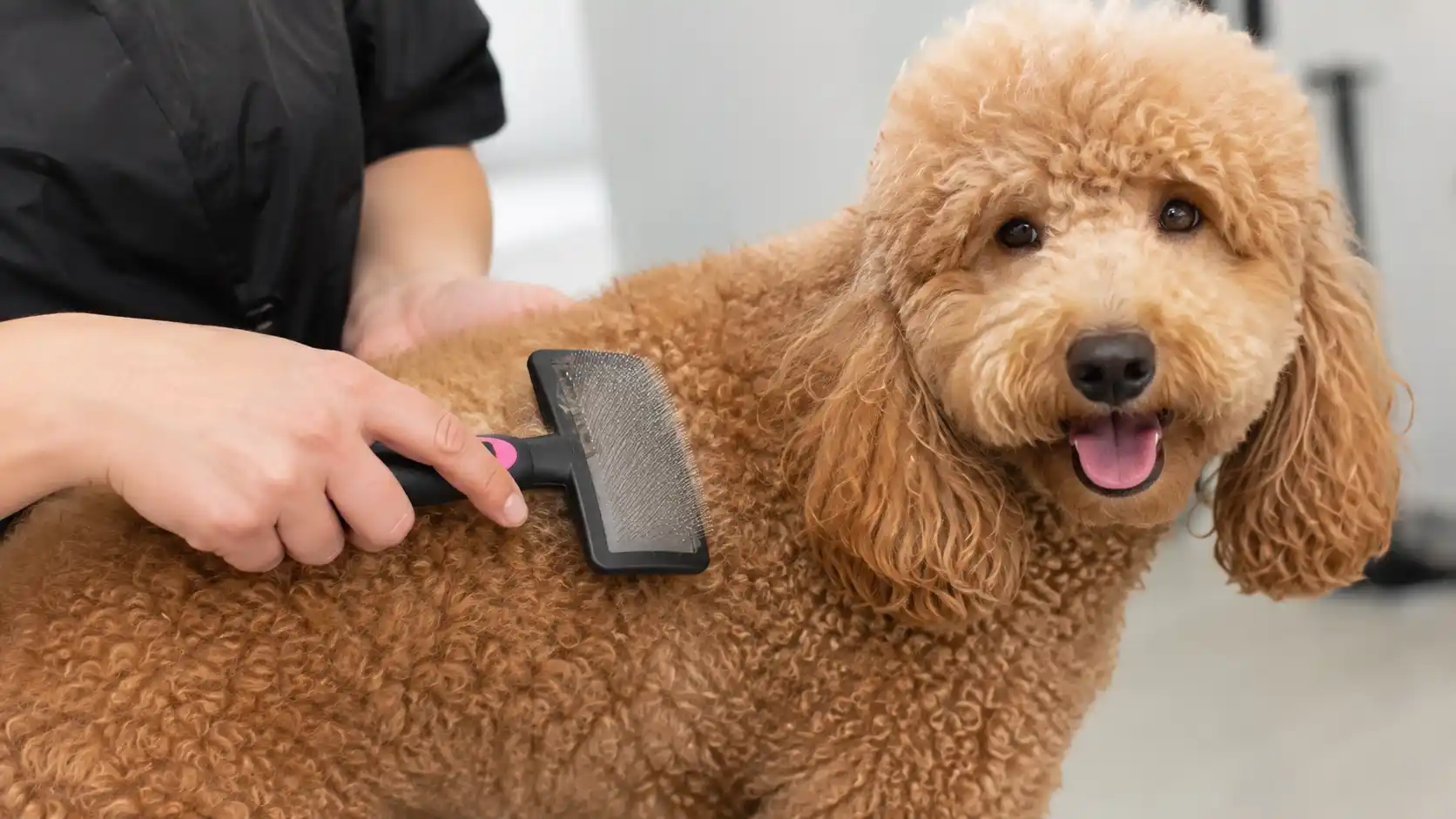 Owner using a slicker brush to groom a poodle's curly coat and prevent matting