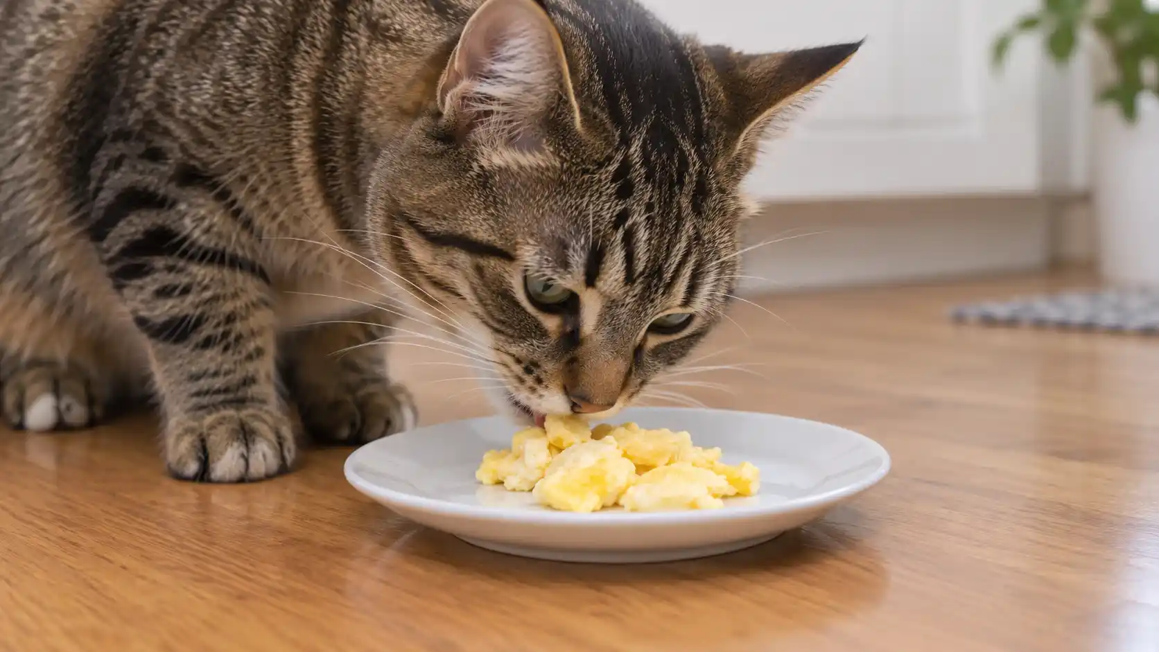 Orange tabby cat sniffing a small bowl of plain scrambled egg on a kitchen floor