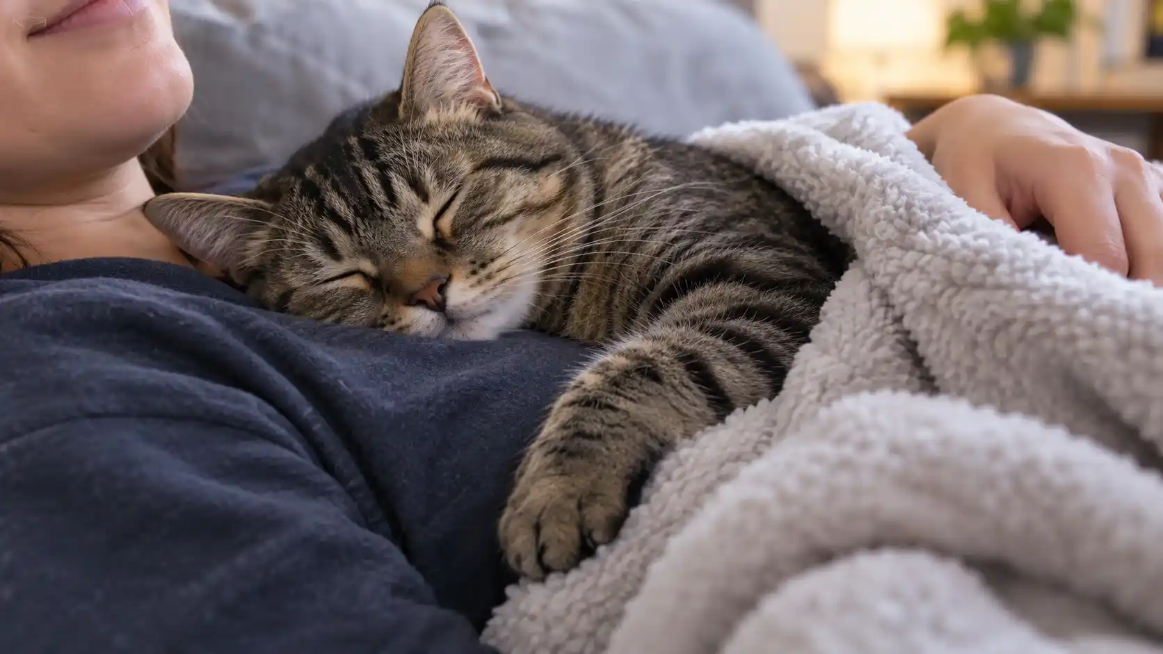 Tabby cat curled up and sleeping on its owner's chest in bed
